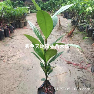 ̩��ɽ����玧���޽ӟo�ѷNֲ��������Ϸ��ļ����ԎX���S��ɽ��