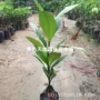南方泰国四季嫁接果苗