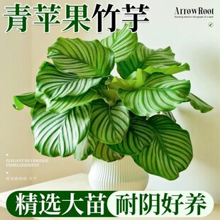 ���O�����������҃�ֲ������Gֲ�k���ҹ�λˮ�໨���辰��ꎺ��B