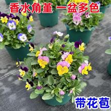 ��ɫ��������ˮ�����������l؛ͥԺ���@�ļ��_��ֲ�ﻨ�ܾGֲɫ�K