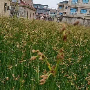 ���ش������lˮ�[���~ˮ�[ˮ��ֲ��ɻ��ʸ߸�ϵ��