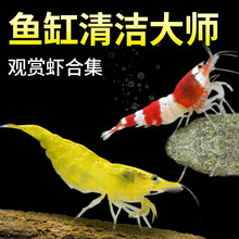 观赏虾黑壳虾除藻虾淡水耐活清洁工具彩色小虾极火虾樱花虾水晶虾