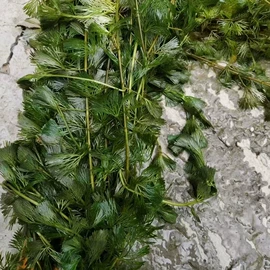 其他园林植物;水生植物;灌木
