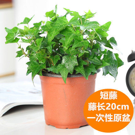 [뜨거운 폭발] 90 # 아이비 (간단한 분지)