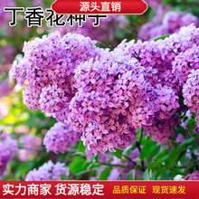丁香花种子盆栽植物花卉庭院阳台种子浓香花卉种籽春天紫丁香种子
