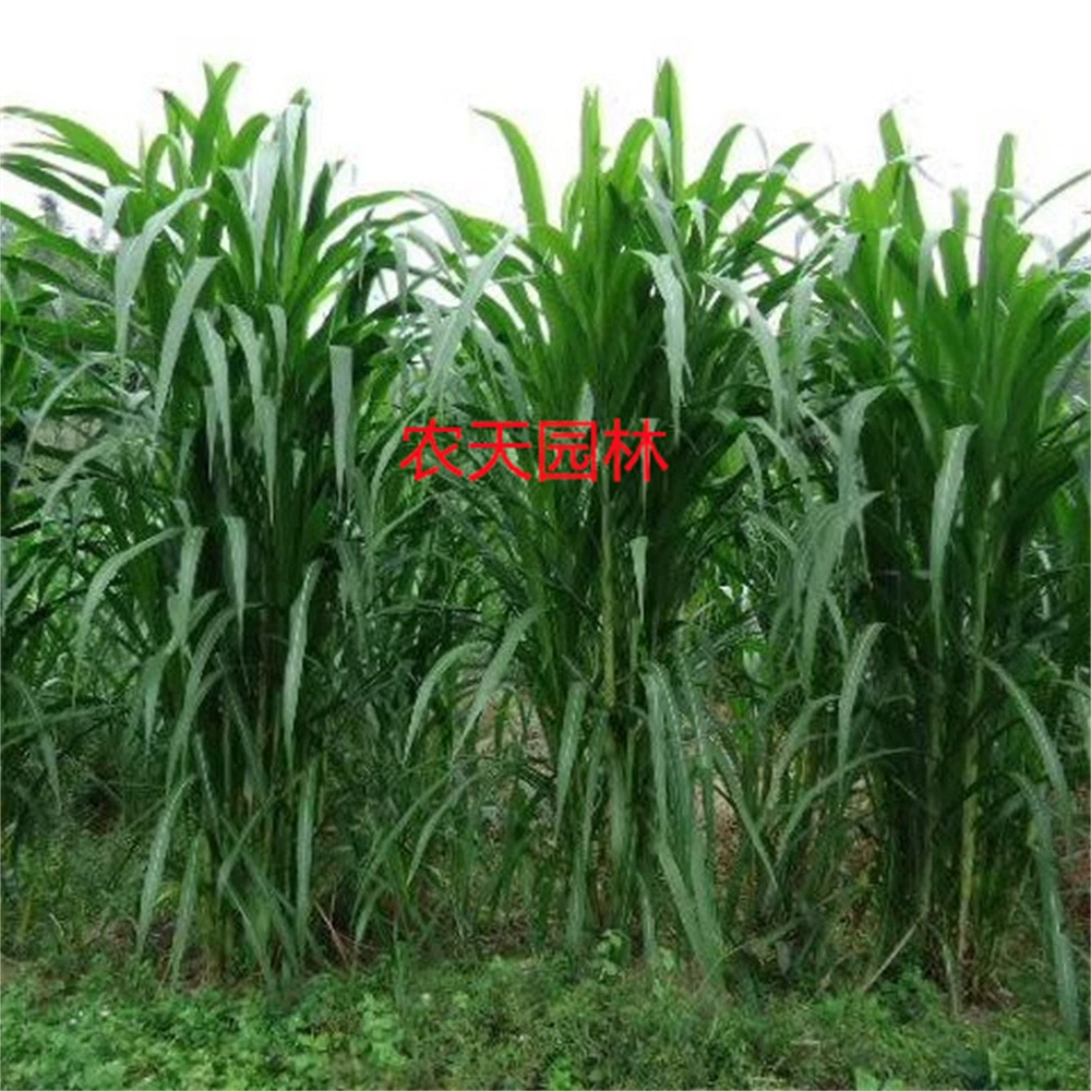 Мексика Кукуруза Семена Трав Широколиственная Крупная Жвачная Трава Домашний Скот Птица Выпас Семена Травы Свинья Крупный Рогатый Скот Овцы Курица Утка Рыба Кролик Корм Семена Травы