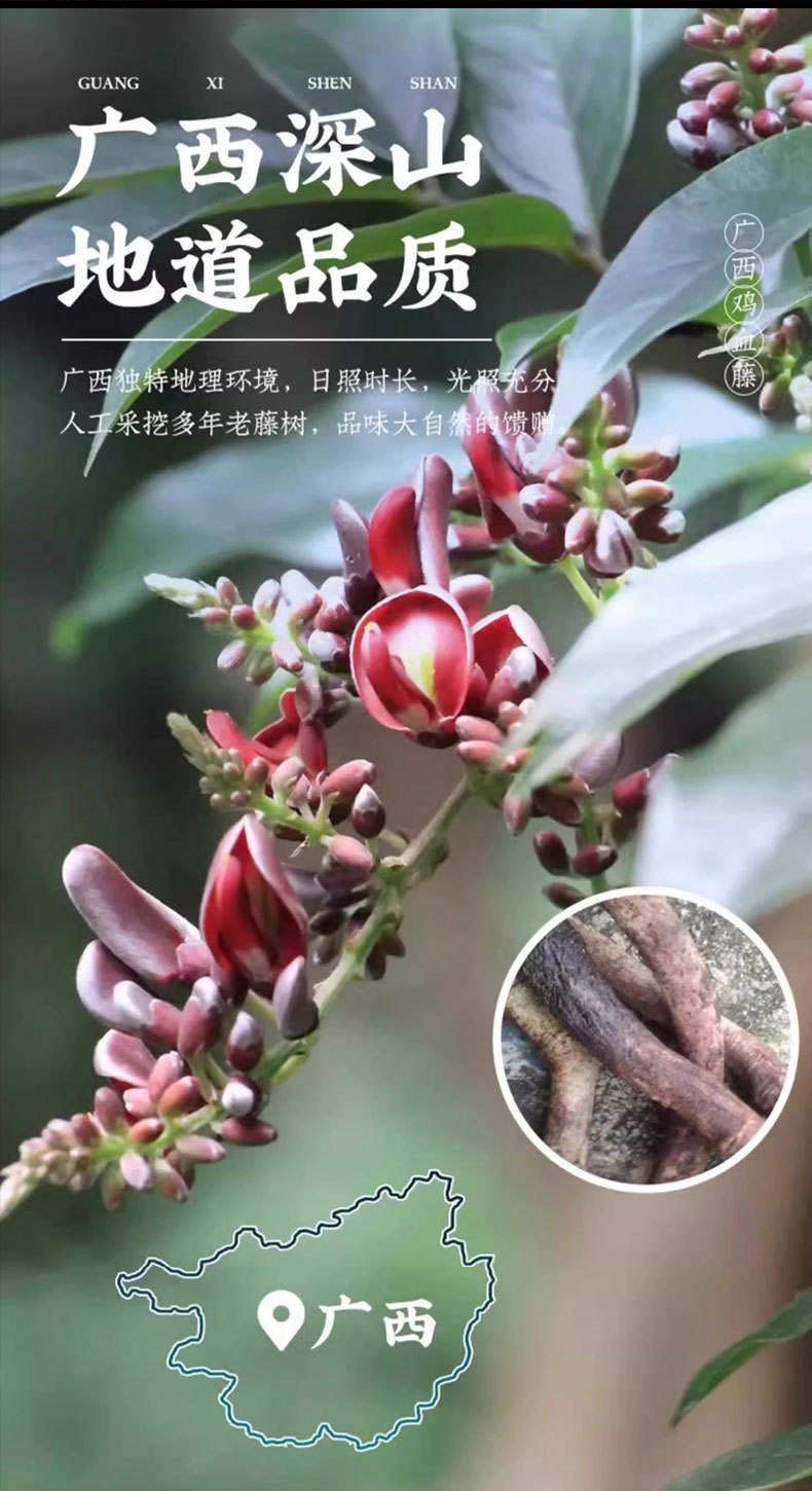 Ji Xue Teng (Spatholobus suberectus) — Wild Dried Millettia Vine for Tea, Water & Wine Soaks overview