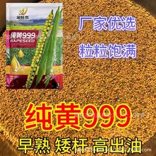 纯黄999油菜籽早熟高油黄籽黄油产量高原装正品耐寒抗病抗倒种子