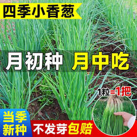 四季小香葱种子正宗老品种红根葱高产分多葱种籽阳台盆栽蔬菜种子