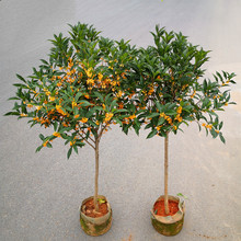 ԭ𻨘ļ̨w辰𵤹Ͱ¹ͥԺ