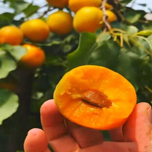 ���̎���޽��������Ә��箔��Y���ϱ����Nֲ���Խ�̫��Ә���