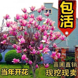 �e��ͥԺ�е��G���_������ľ���m�������Ե��Լ޽Ӽt�����S���m��