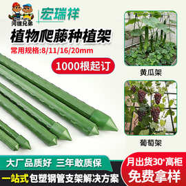 跨境定制包塑钢管植物爬藤支架黄瓜豆角蔬菜爬藤杆加厚葡萄爬藤架