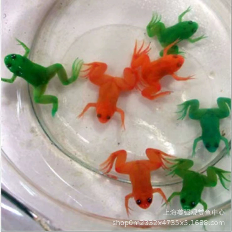 Декоративные разноцветные лягушки-питомцы, живые разноцветные лягушки, золотые лягушки, корм для арована, пресноводные, легко ухаживаемые разноцветные лягушки, разноцветные лягушки для холодной воды, разноцветные лягушки оптом.