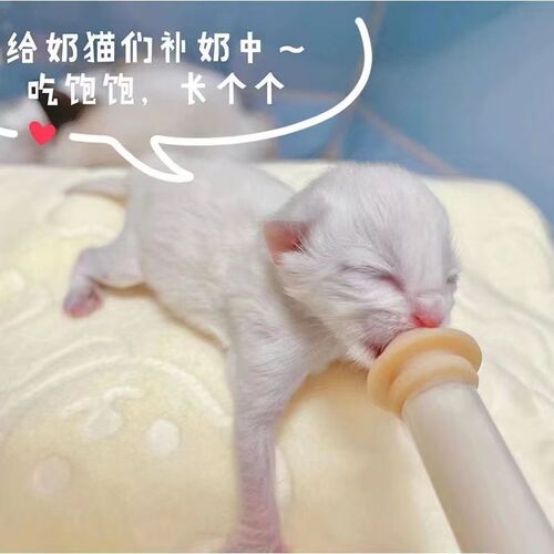 Kitten and puppy feeding artifact pet syringe needle tube feeder cat and dog special pacifier bottle