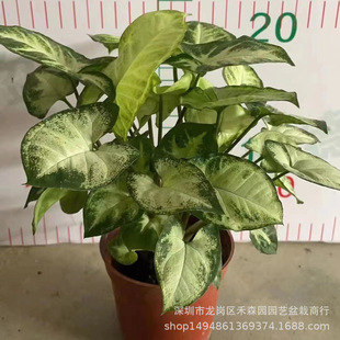 �G���`���~�Ϲ����҃��������Խ�ͯ�Ӽt�ۼ����ļ����໨�ܾGֲ