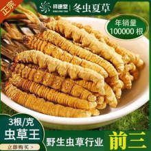 野生冬虫夏草正品虫草头期干货高海拔冬虫草王非西藏那曲礼盒特产