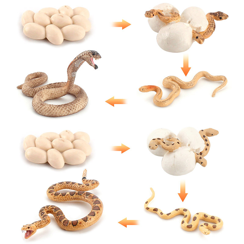 跨境儿童早教认知动物蛇成长周期模型眼镜蛇沙蟒生命阶段摆件手办