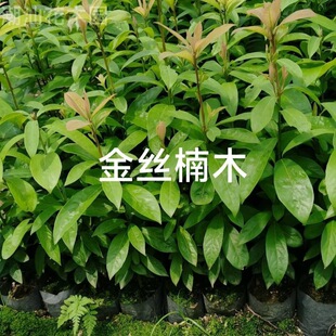 正宗金丝楠木四川小叶桢楠树苗珍稀名贵金丝楠木苗耐寒四季可种-阿里巴巴