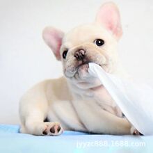 纯种法斗幼犬活体法牛小型犬宠物犬宠物狗狗法斗斗牛犬幼崽伴侣犬