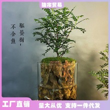 水陆缸生命之树养鱼龟微景观生态瓶苔藓赤楠办公客厅盆栽植物桌面