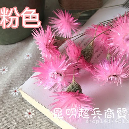 Flor seca Loto de nieve seca Lotus de nieve mini ramo con flor hogar arreglo de flores combinación flor seca