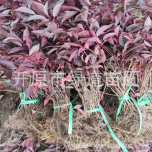 东北苗圃批发密枝红叶李小苗绿化苗木红叶李绿篱杯苗造型红叶李