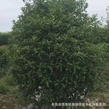 NҎ𻨘215ֹ𻨘ƷNRȫֺϹ𻨘