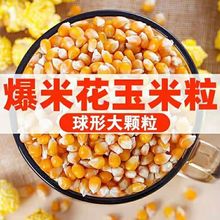 爆花玉米种子爆裂球形爆米花春季秋季高产阳台小菜园菜种籽大田。