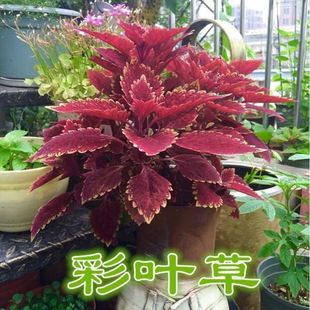 Colorful leaf grass seeds foliage flowers and plants can be sown in four seasons and easy to grow indoor balcony potted flowers and plants original 30 grains,