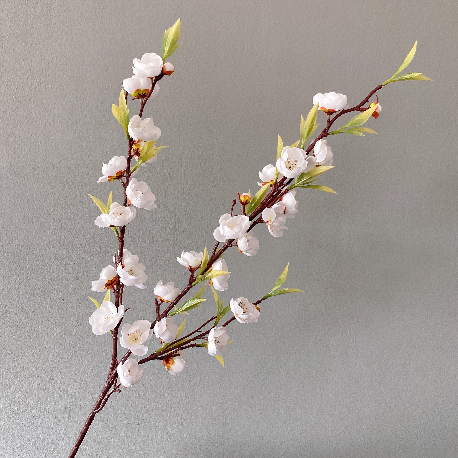 세 갈래의 녹색 잎 매화 흰색 ( 94cm )