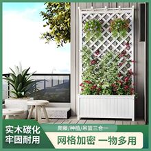 ��ɫ����ľ�����̨�Nֲ��ľ�������ͥԺ�b��໨��W�����ټ�