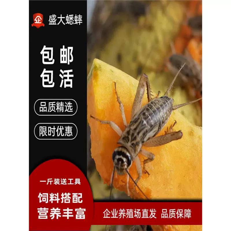 Живой корм для живых насекомых