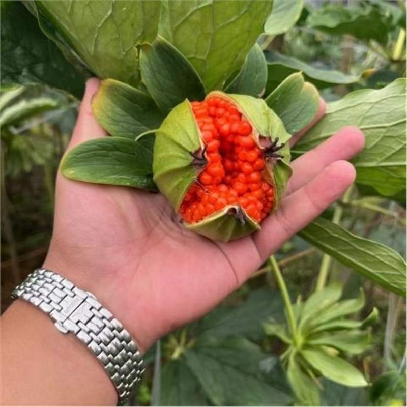 【当年新种子】正宗云南重楼种子七叶一枝花大叶高杆重楼籽独角莲