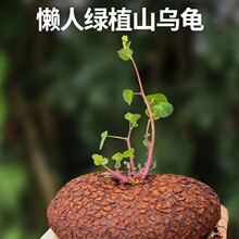 ��ϼt��ɽ���� ���A�~��ѿ����ֲ������ �҃�ˮ�����˾Gֲ���W