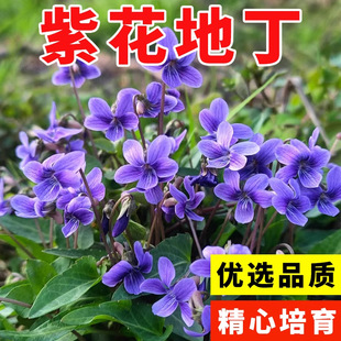 �����ϻ��ض��N���ͺ�����ꎶ��������N�ļ����ѻ��ض��ϻ�����