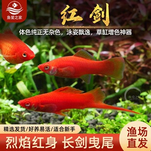 �t���~�����~��t�����w�~�O��������β�t��̥���Ꭷ�^�p�~���w�~