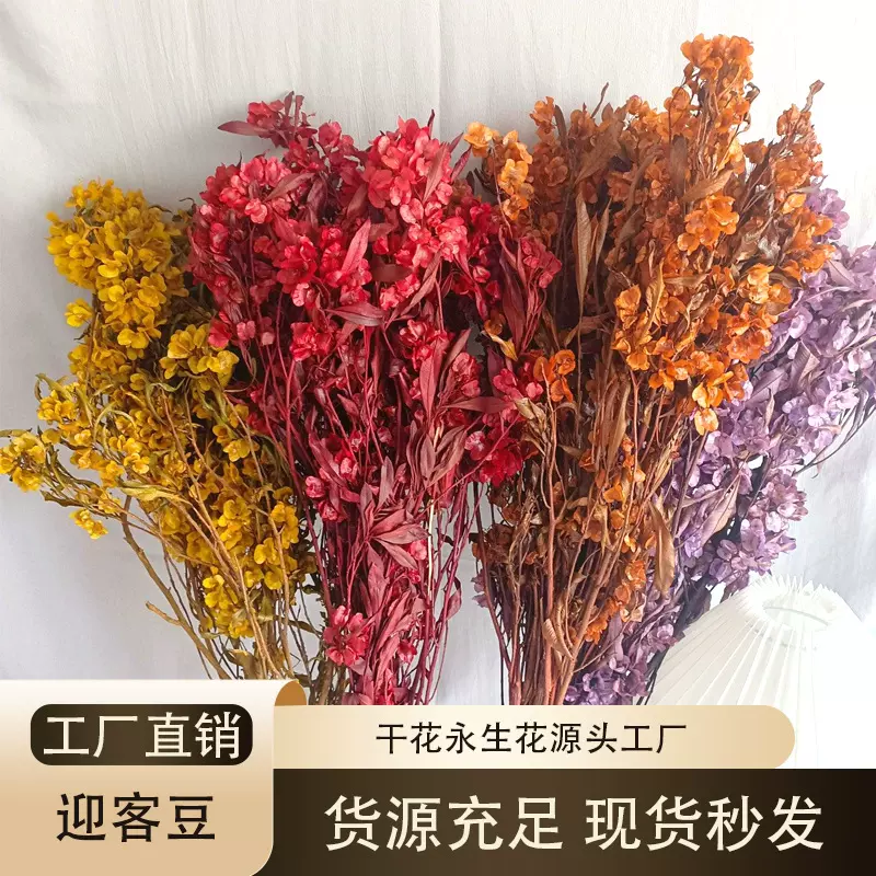 迎客豆永生花材年宵花蝴蝶花干花花束抱抱桶家居装饰摆件手工