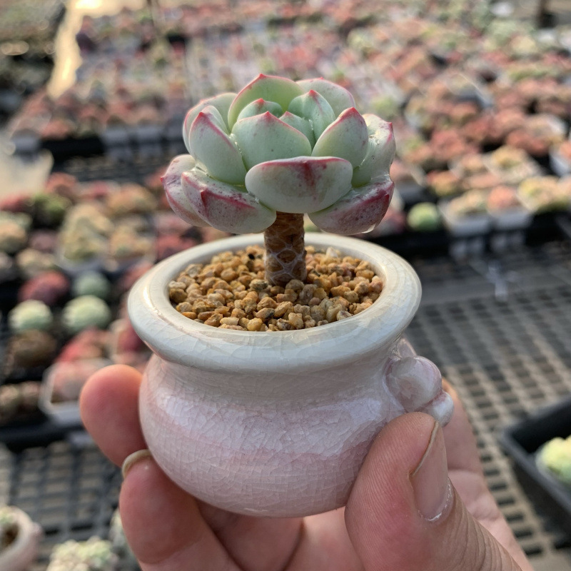 小さな多肉植物、超かわいい、貴重で希少な親指鉢、ミニ鉢植え、鉢付き多肉植物鉢植え、小さな古い支柱|undefined