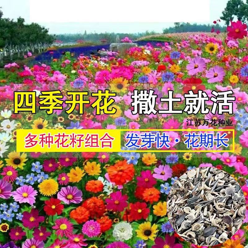 野花组合60种野花组合四季开花南北方室内外阳台庭院种植混搭七彩