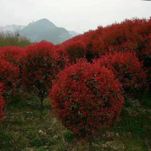 �t�~ʯ��� �е�С�^�G�� �t���^ľ ���~�S�� ��ͩ ���׶���