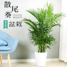 散尾葵盆栽凤尾竹室内客厅大型绿植富贵椰子袖珍夏威夷花卉植物