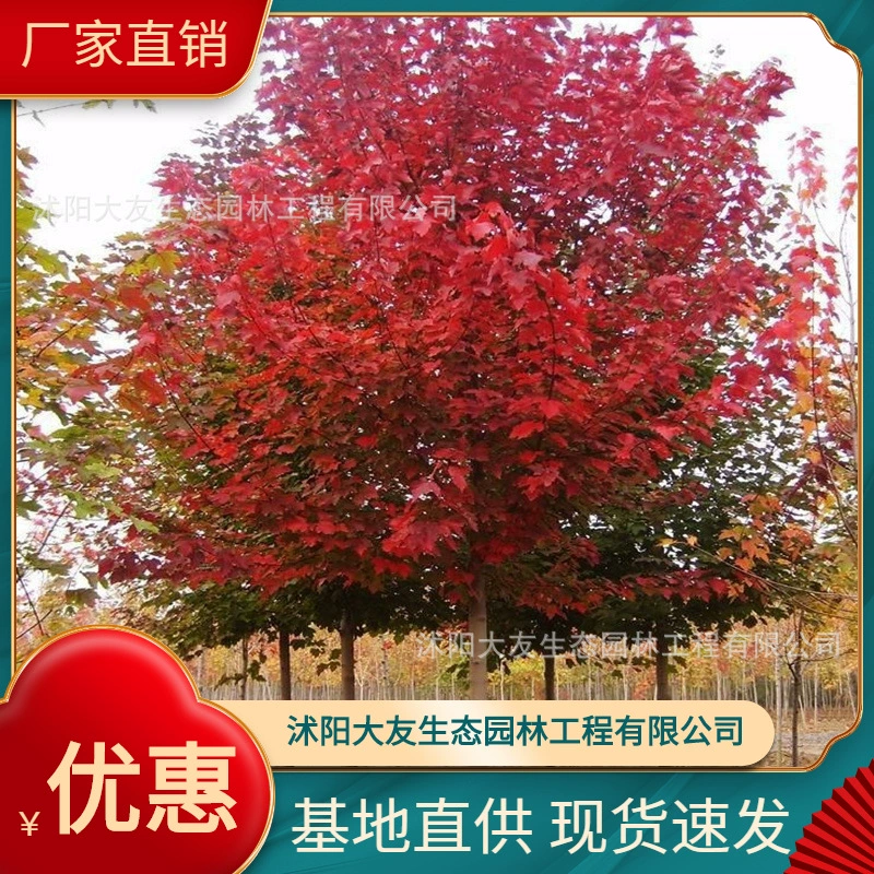 База Оптовая продажа Саженцы Красного клена Саженец живописного района Ландшафтный дизайн Дорога Сад Инженерия Озеленение Рассады