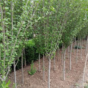 �ذ�ľ�Ȼ���  ���G��ľ ��ľ���� ����ľ��  ���Uľ�Ș����l