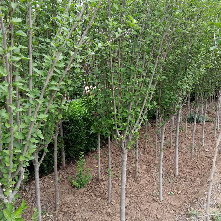 Саженцы гибискуса с двумя лепестками вечнозеленый кустарник кластер цветов Гибискус Дерево Оптом