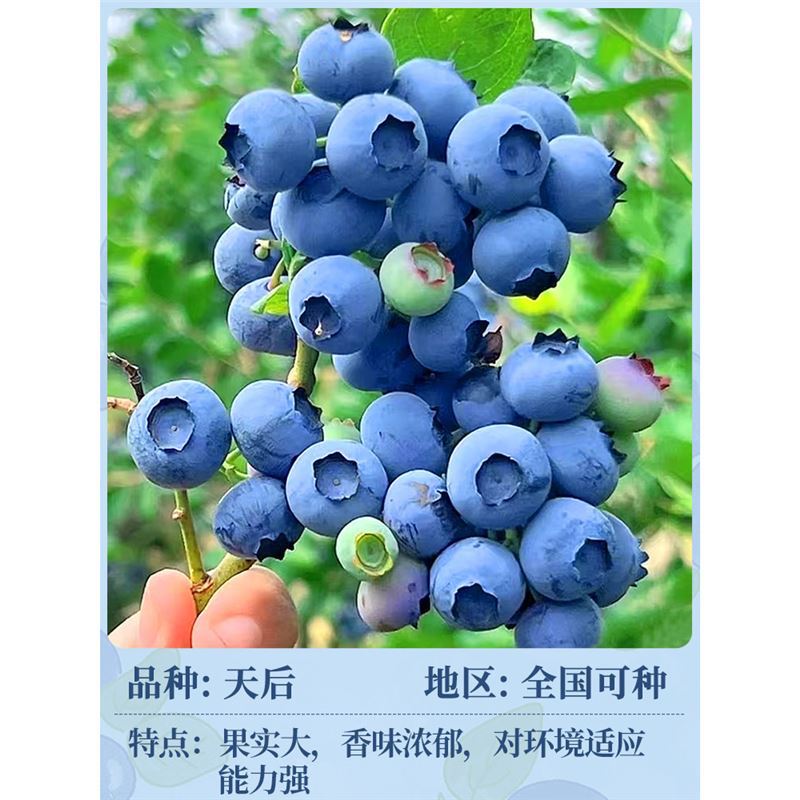 [즉각적인 결과] H5 높이 30-50cm (윈난 고품질 즙이 많은 과일, 풍부한 수확량)#본래의