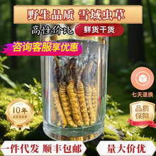 冬虫夏草正品西藏那曲干虫草中老年传统滋补品送礼礼盒装高档虫草