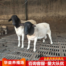 澳洲白羊出售 白头杜泊绵羊 澳洲白绵羊公羊价格山东养羊场