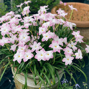 һ�����l��ɫ�L���m�������[�m���mͥԺ�̨���Ի��ܾGֲ���ױ���