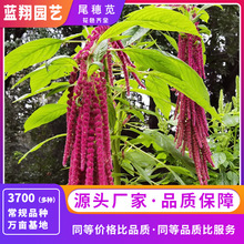 尾穗苋种子长穗易种老枪谷仙人谷花坛园林绿化植物花草籽花卉种子